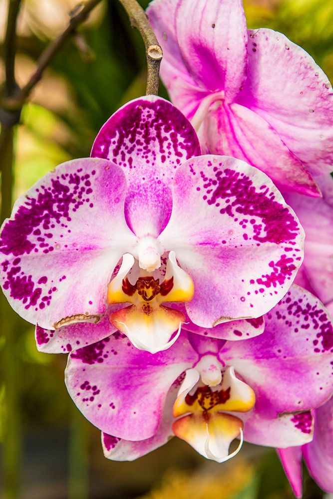Flowers at the Puerto Vallarta Botanical Garden-Puerto Vallarta-Jalisco-Mexico